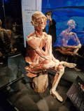 BODY WORLDS