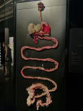 BODY WORLDS